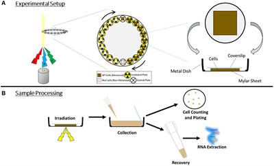 The Transcriptomic and Phenotypic Response of the Melanized Yeast <mark class="highlighted">Exophiala dermatitidis</mark> to Ionizing Particle Exposure